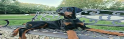 Doberman Pinscher dogs for sale: Malcolm - Ad 2