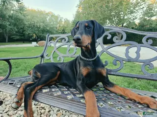 Doberman Pinscher dogs Malcolm - Ad 2