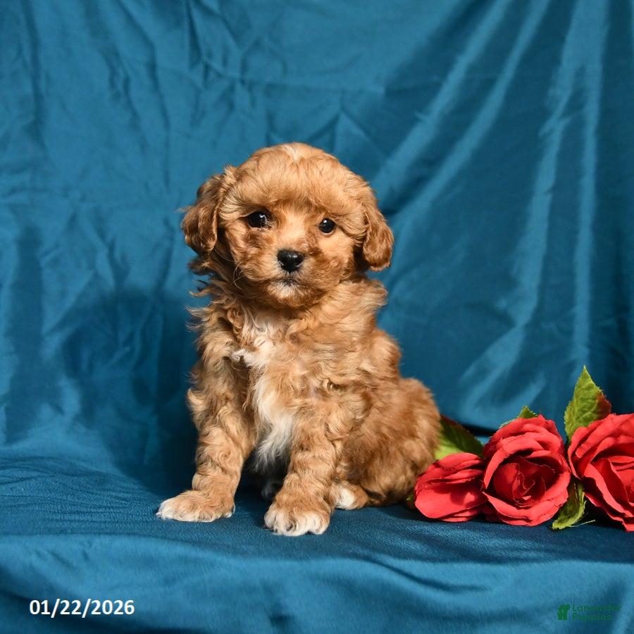 Shihpoo dogs Barney - Ad 41
