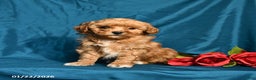 Shihpoo dogs for sale: Barney - Ad 1