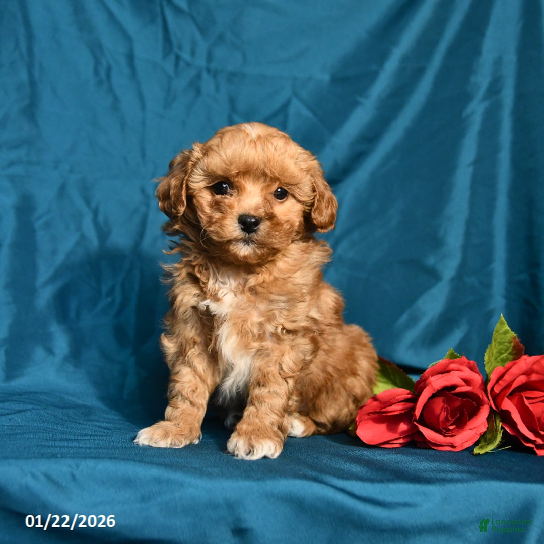 Shihpoo dogs for sale: Barney - Ad 1