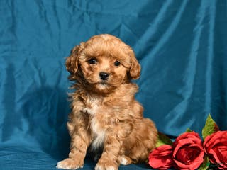 Shihpoo dogs Barney - Ad 41