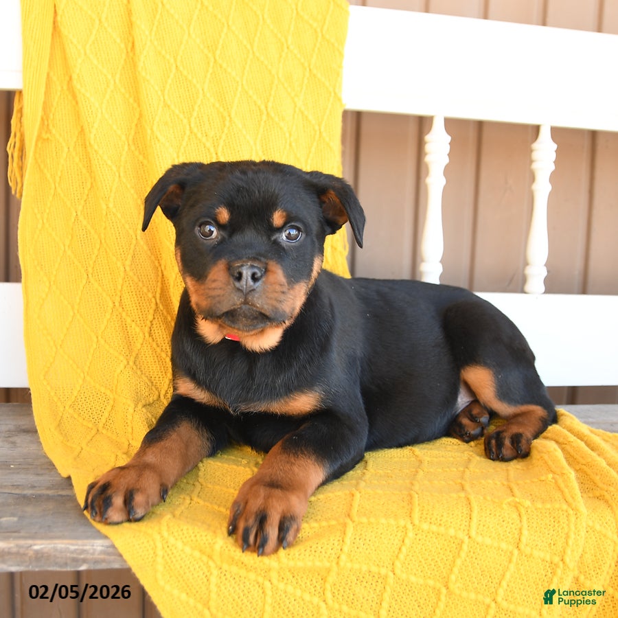 Rottweiler dogs Stella - Ad 3