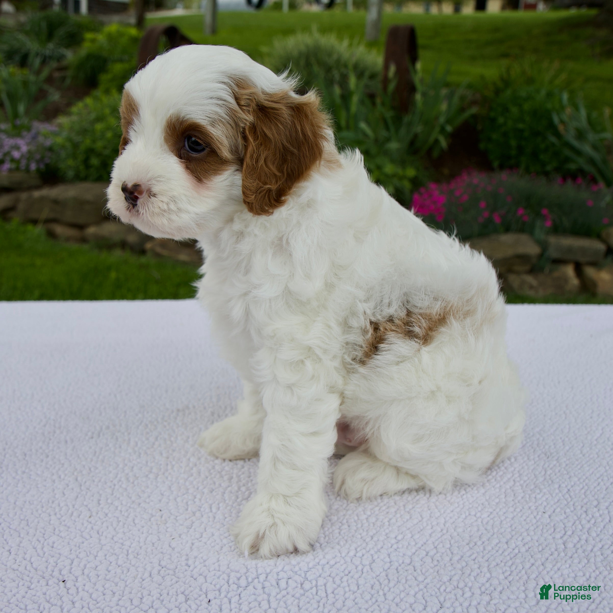 Cavapoo dogs Jack - Ad 2