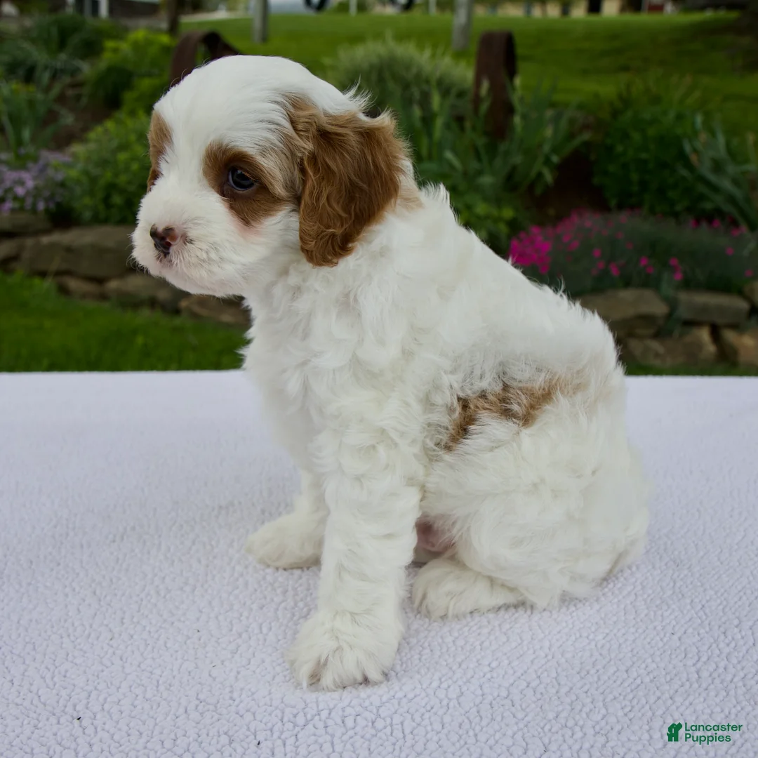 Cavapoo dogs for sale: Jack - Ad 2