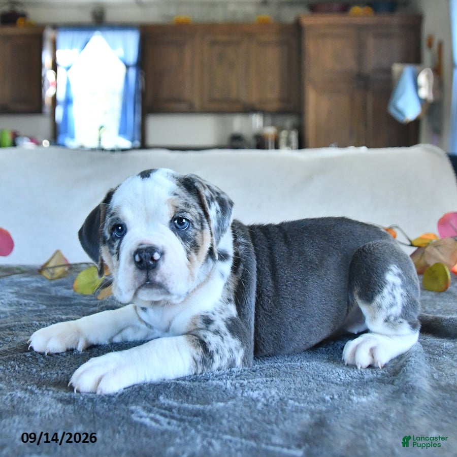 Beabull dogs for sale: Valerie - Ad 3