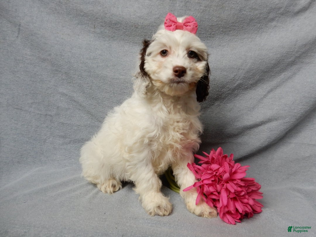 Cockapoo dogs for sale: Angel - Ad 7