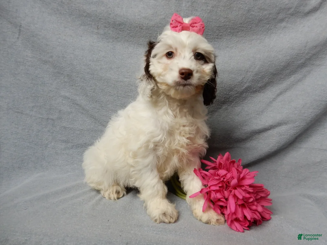 Cockapoo dogs for sale: Angel - Ad 7