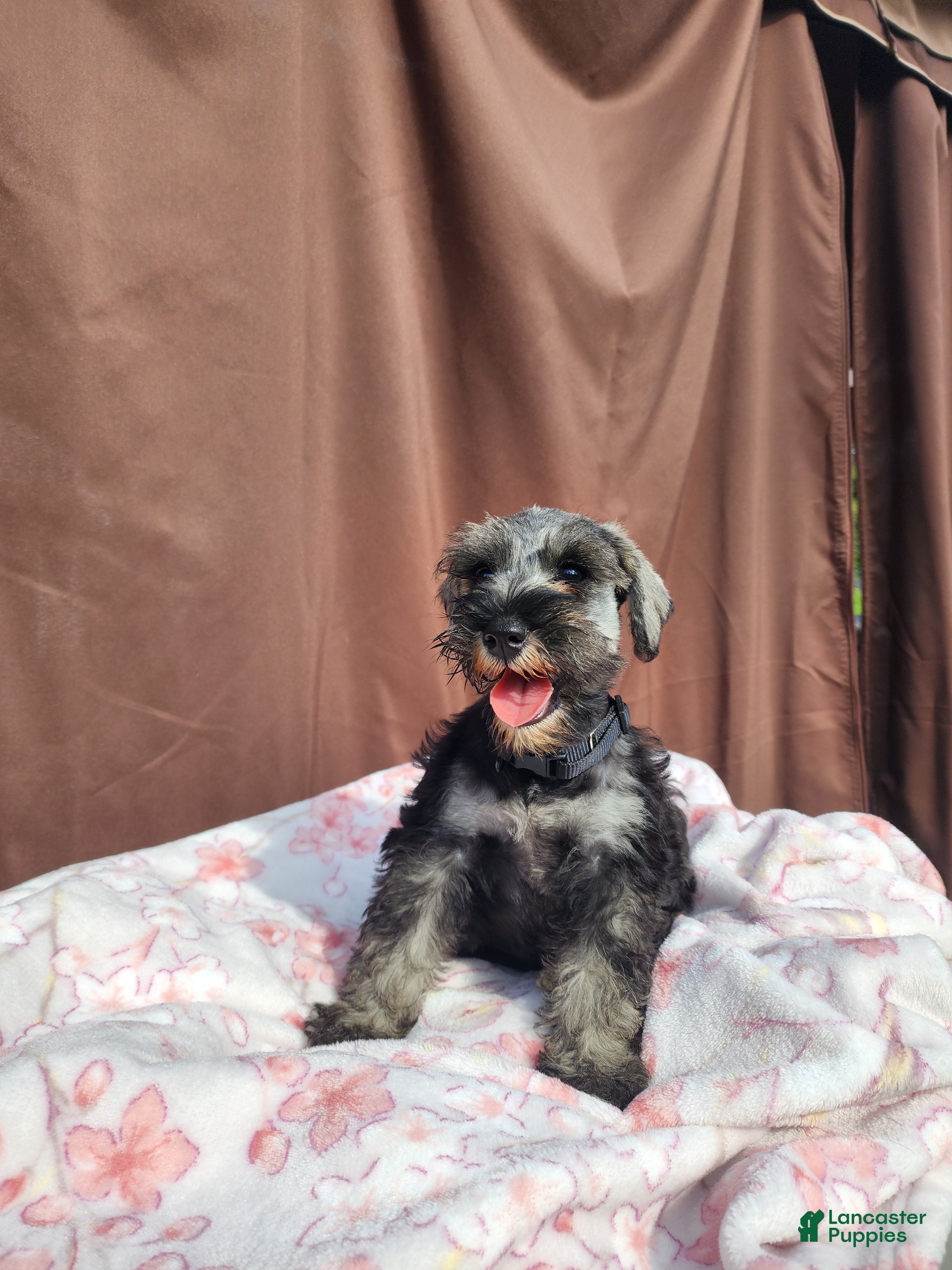Miniature Schnauzer dogs Cody - Ad 2