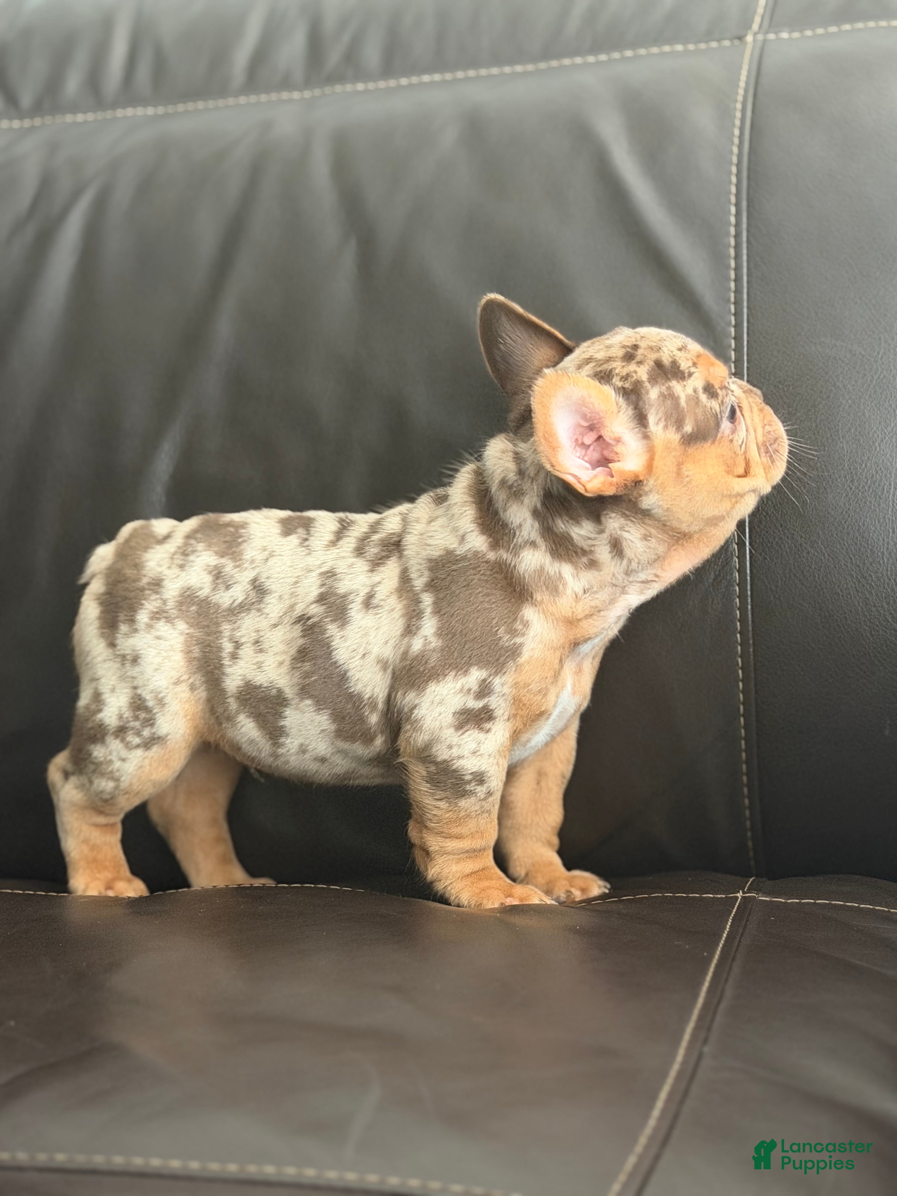 French Bulldog dogs Smor’z - Ad 1
