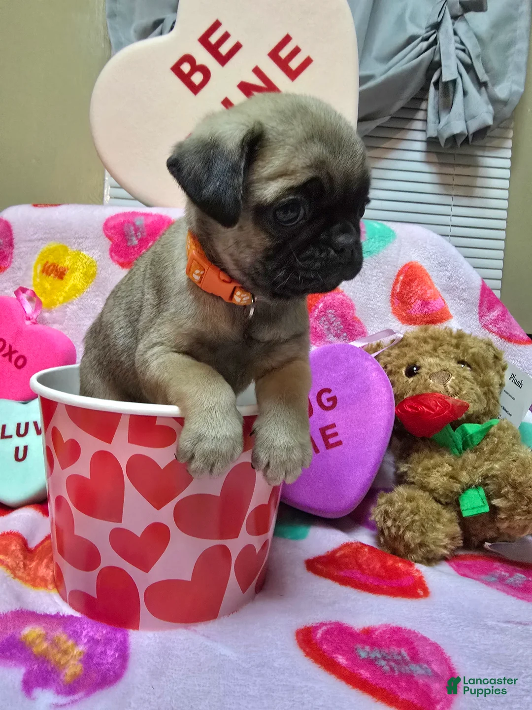 Pug dogs for sale: Angel - Ad 1