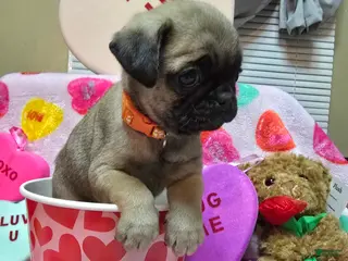 Pug dogs Angel - Ad 39