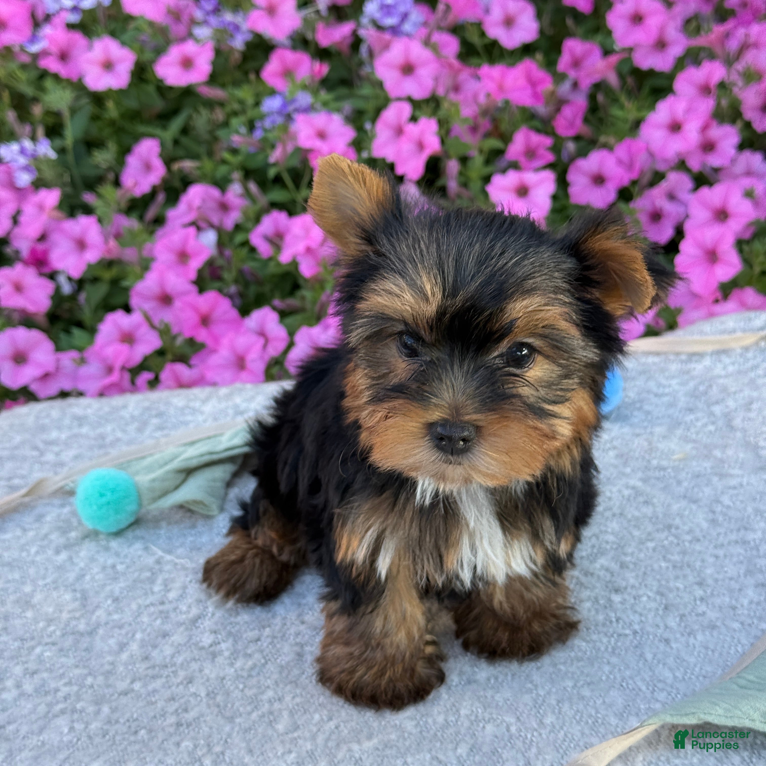 Yorkshire Terrier dogs Indie - Ad 1