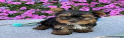 Yorkshire Terrier dogs for sale: Indie - Ad 1