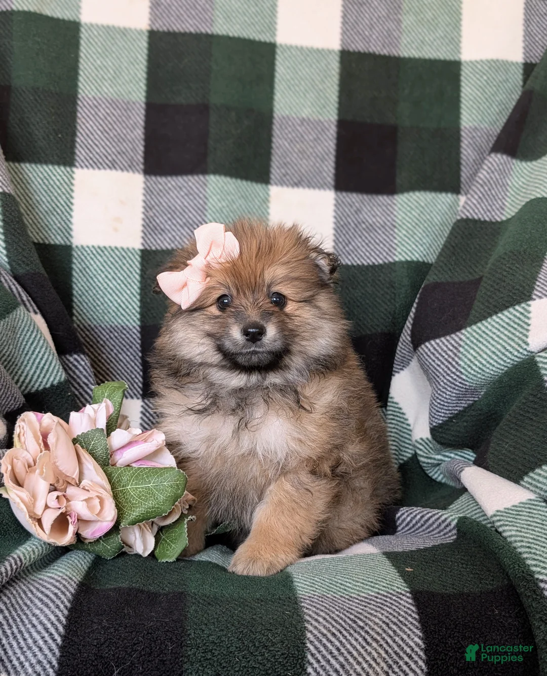 Pomeranian dogs for sale: Jennalyn - Ad 1