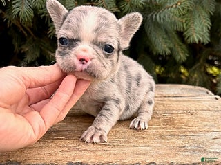 French Bulldog dogs Koko - Ad 24