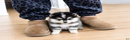 Pomsky dogs for sale: Atlas Micro Pomsky - Ad 1