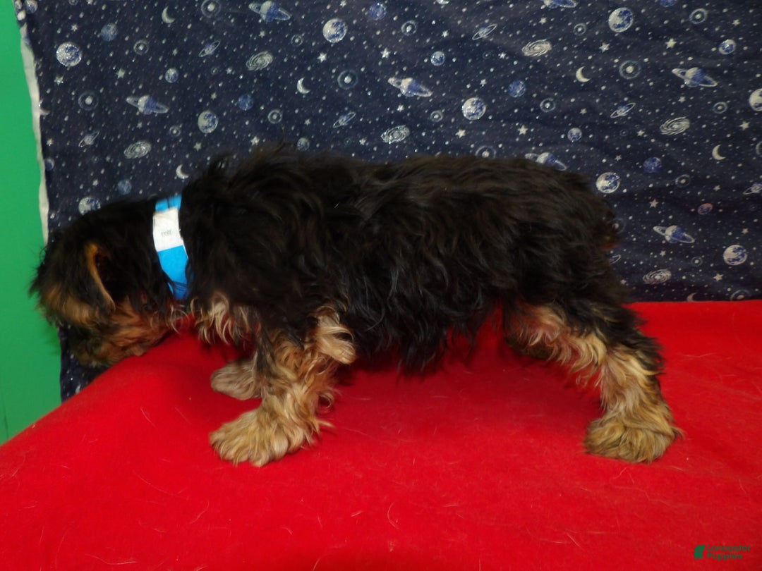 Yorkshire Terrier dogs for sale: James - Ad 6