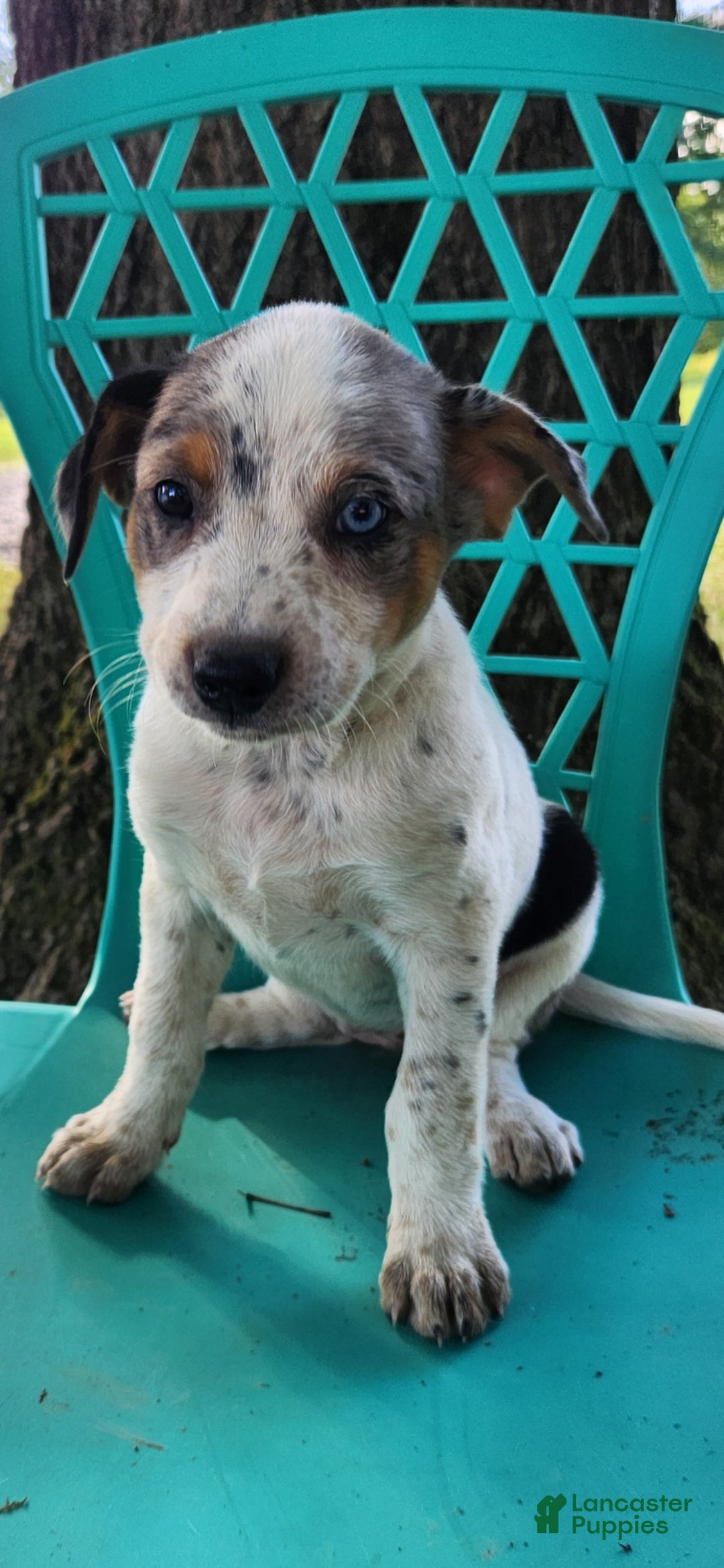 Blue Heeler Jack Russell Hybrids Cattle Dog Boston Terrier Cross
