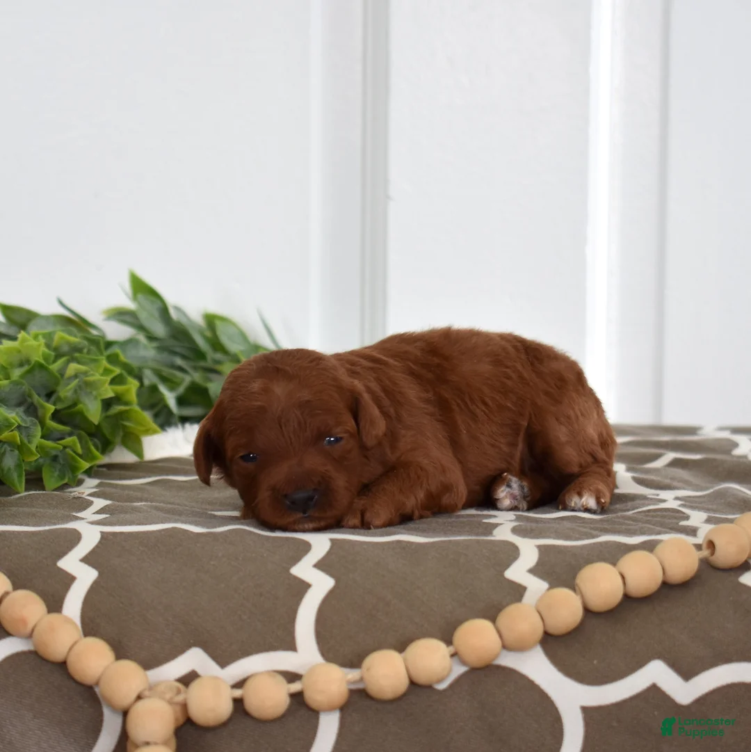 Toy Poodle dogs for sale: Callie - Ad 4