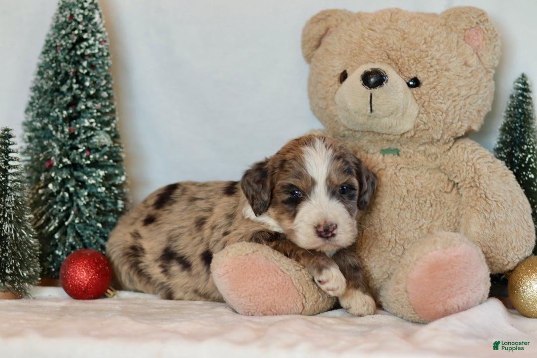 Bernedoodle dogs for sale: Alpine - Ad 4