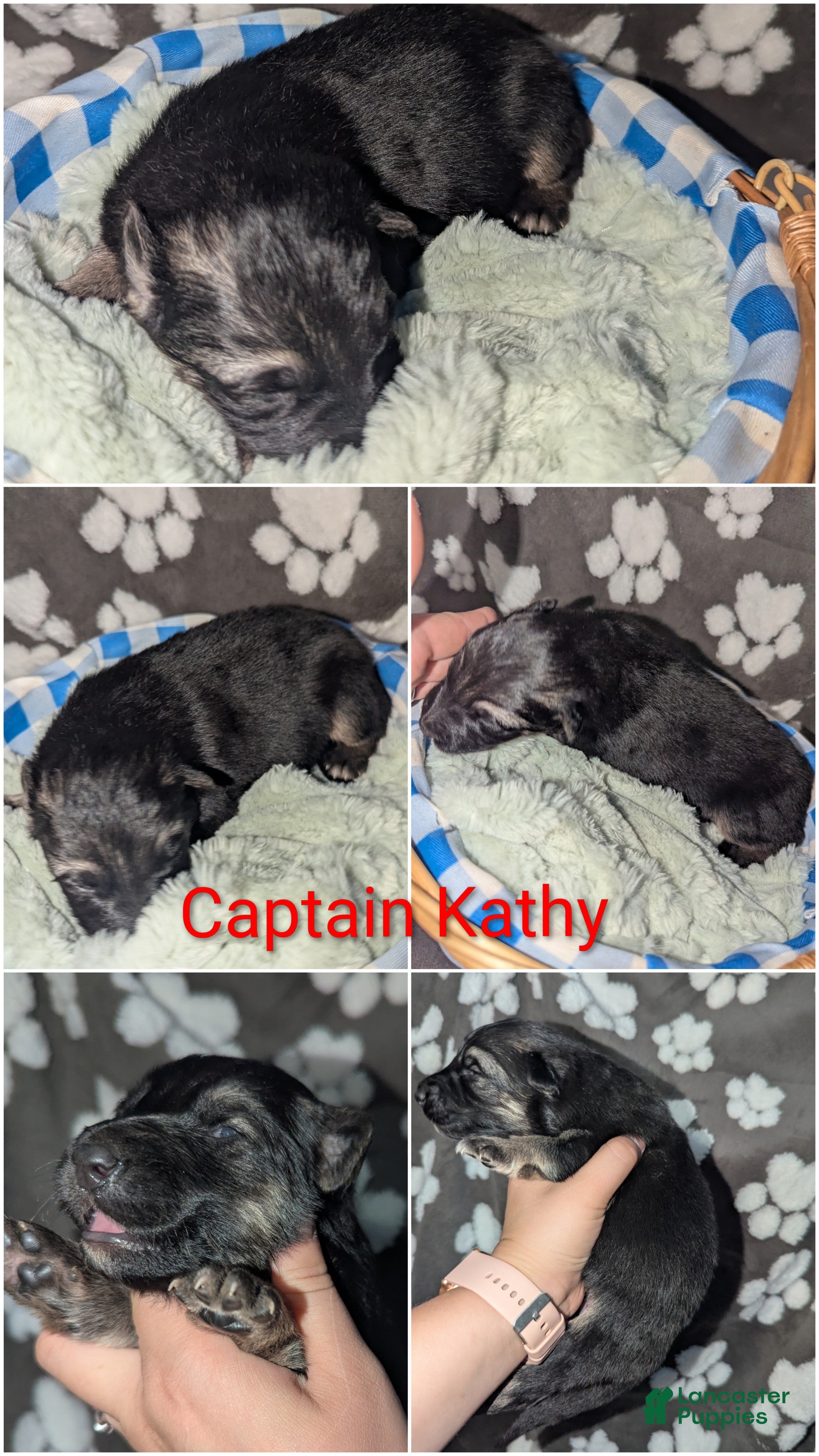 German Shepherd dogs Captain Kathy  - Ad 1