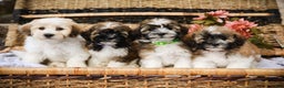 Havanese dogs for sale: Paisley (AKC)  - Ad 13