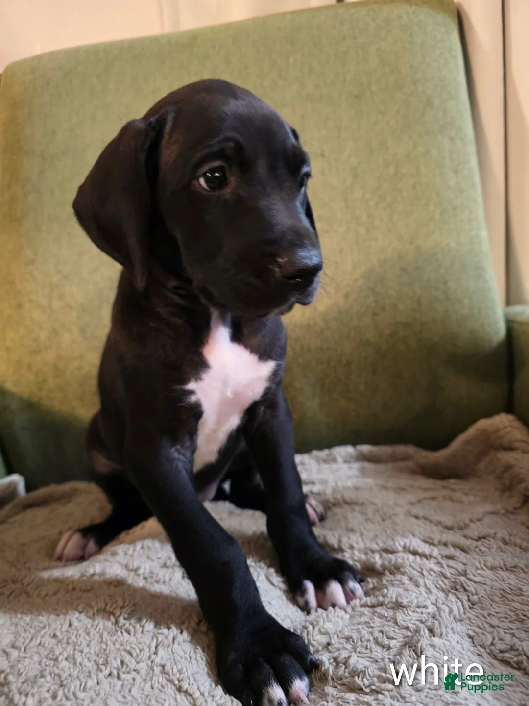 Great Dane dogs for sale: Great Dane Puppy 7 - Ad 1