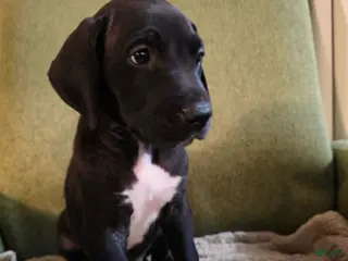 Great Dane dogs Great Dane Puppy 7 - Ad 27