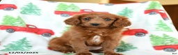 Cavapoo dogs for sale: Cracker - Ad 1