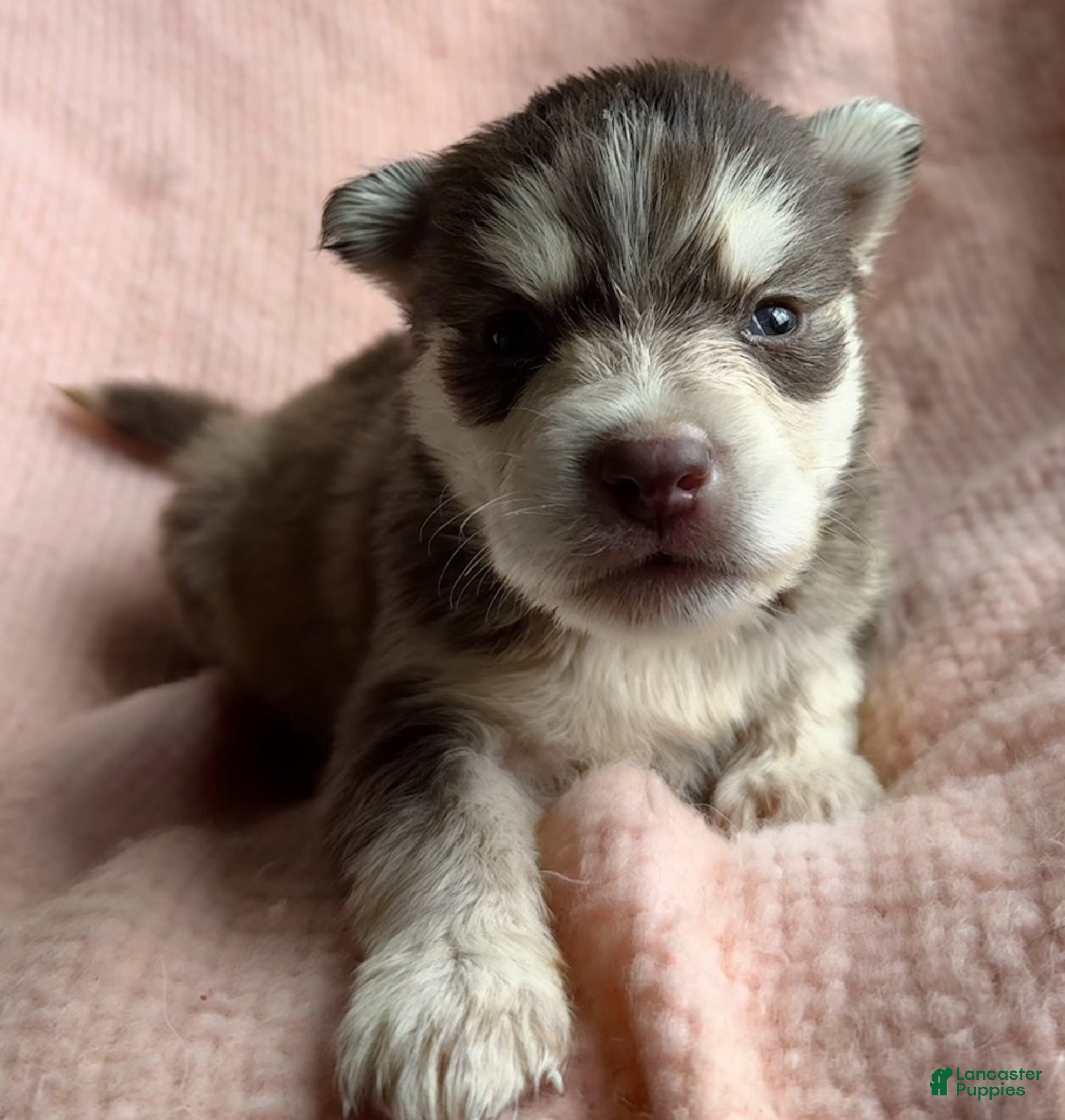 Siberian Husky dogs Comet - Ad 21