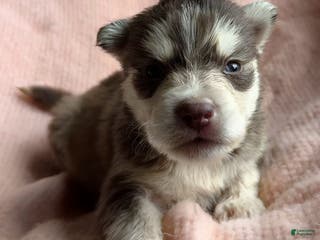 Siberian Husky dogs Comet - Ad 12