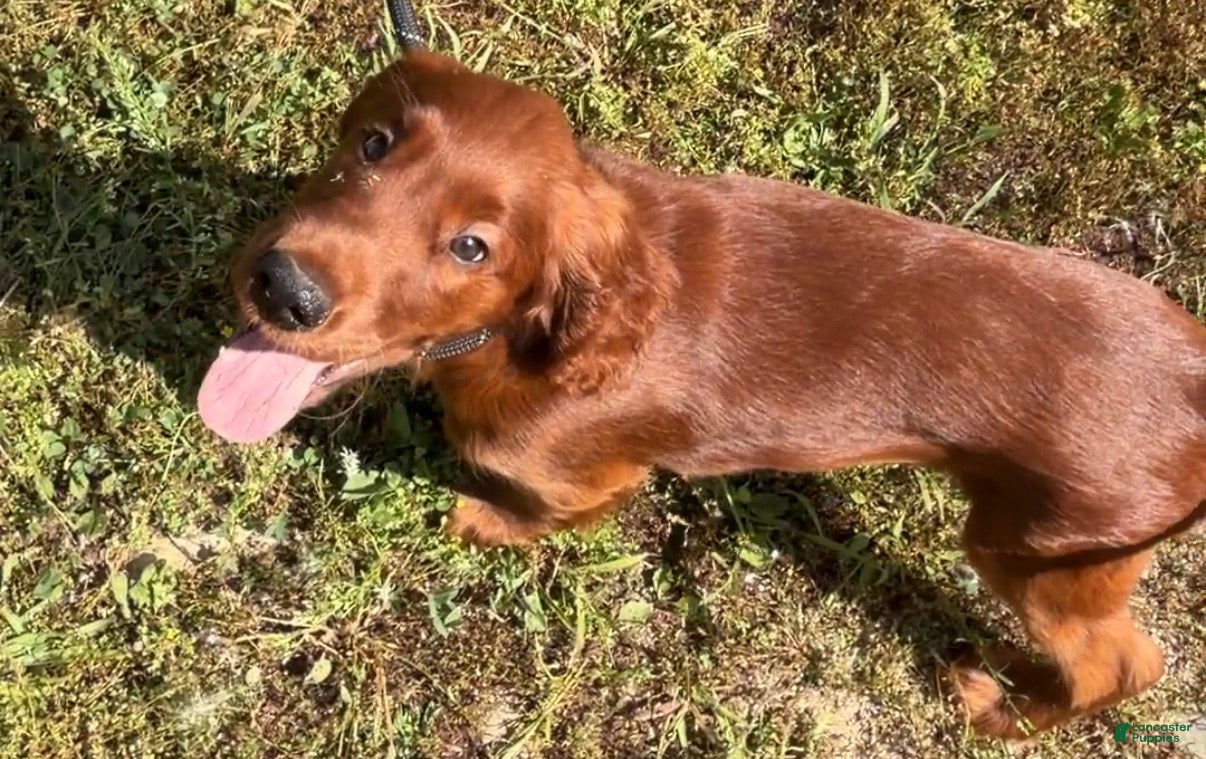 Irish Setter dogs Black collar - Ad 2