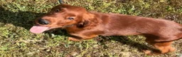 Irish Setter dogs for sale: Black collar - Ad 1