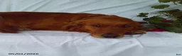 Golden Retriever dogs for sale: Archer - Ad 2