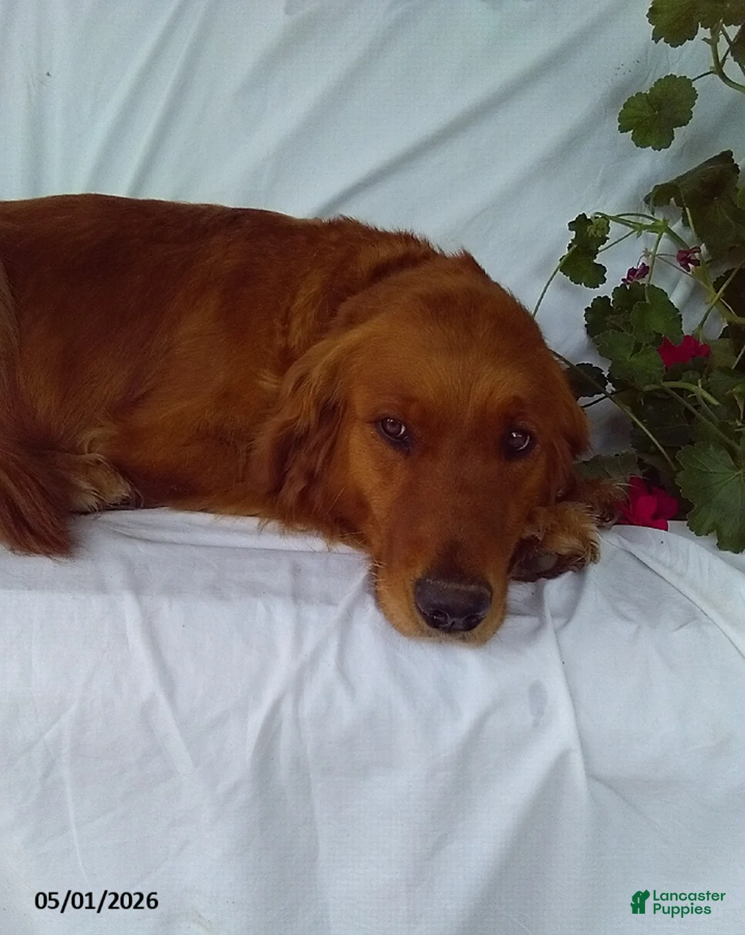 Golden Retriever dogs for sale: Archer - Ad 2