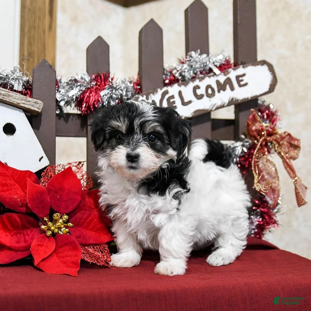 Gallery Image {{count}}