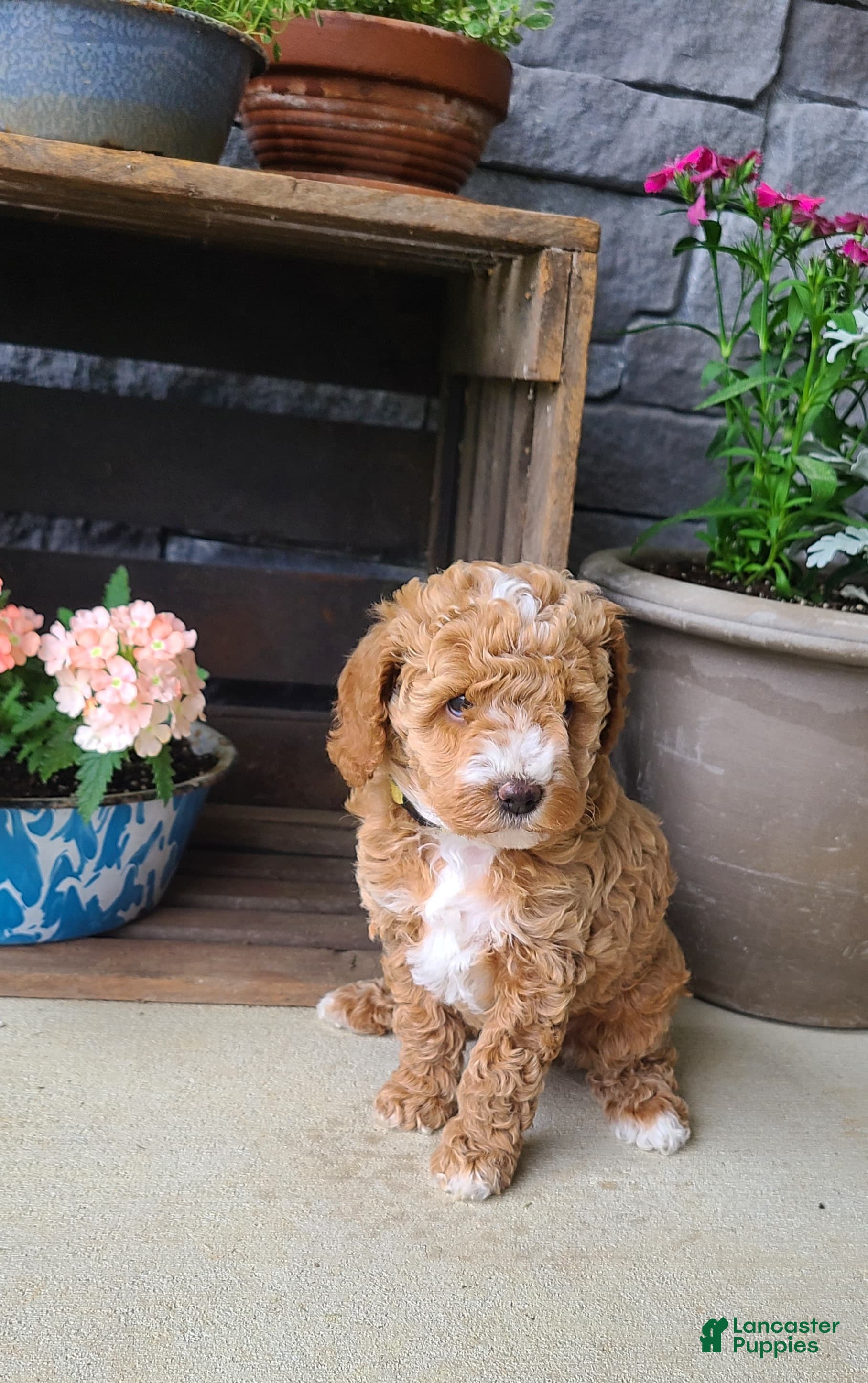 Cockapoo dogs for sale: Lexi - Ad 6