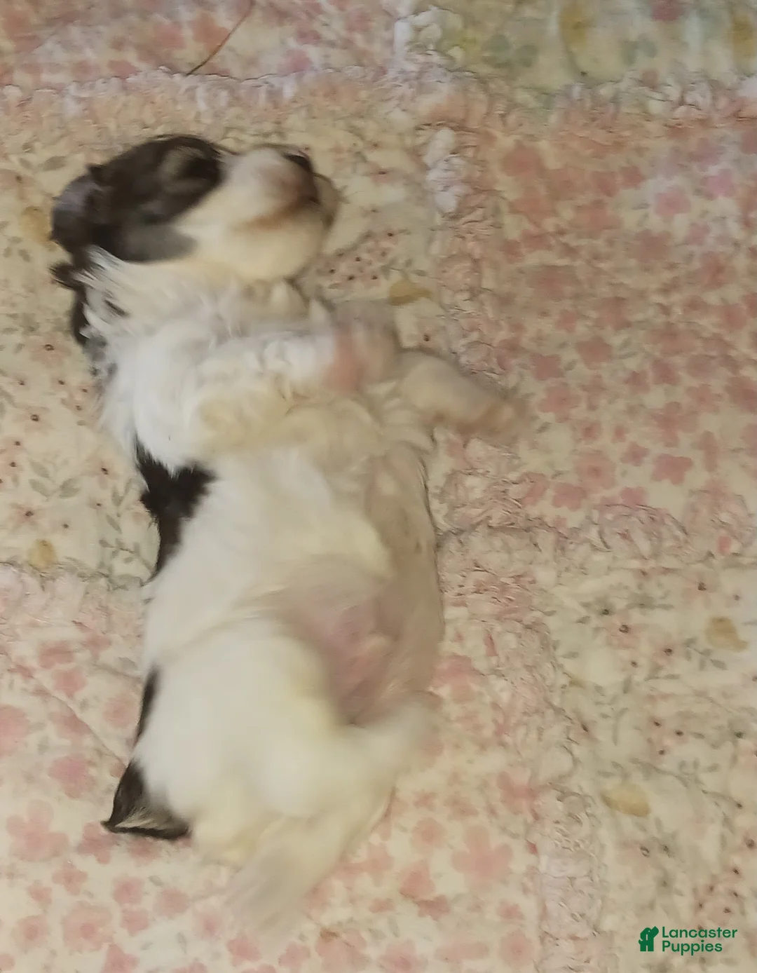 Miniature Schnauzer dogs for sale: Mia's Green Ribbon Boy  - Ad 2