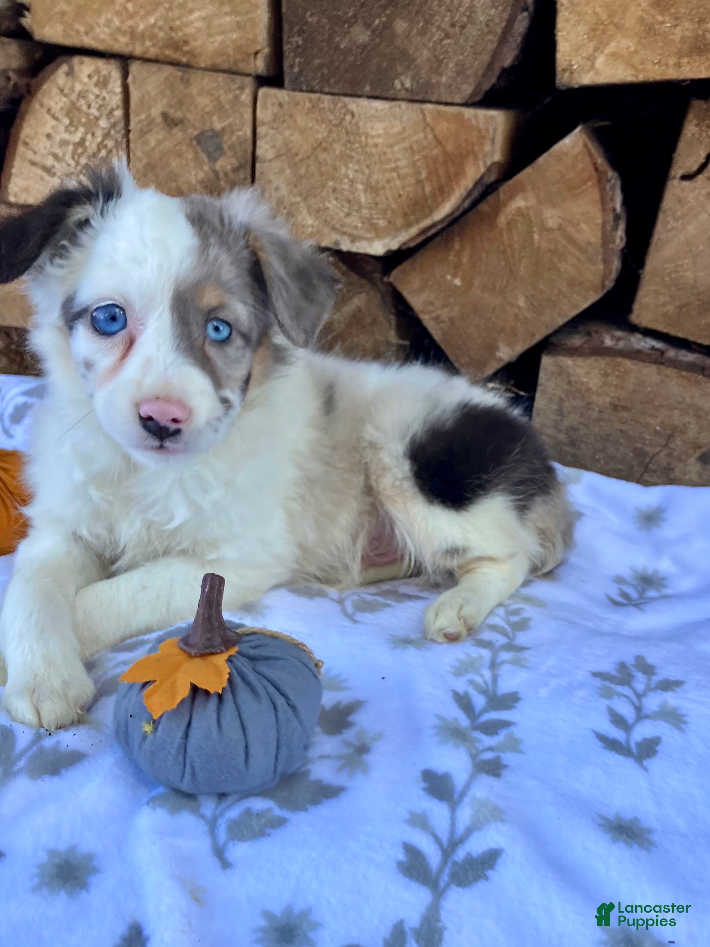 Australian Shepherd dogs for sale: Cooper - Ad 2