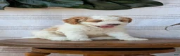 Cavapoo dogs for sale: Macy - Ad 4