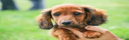Miniature Dachshund dogs for sale: Tony - Ad 7