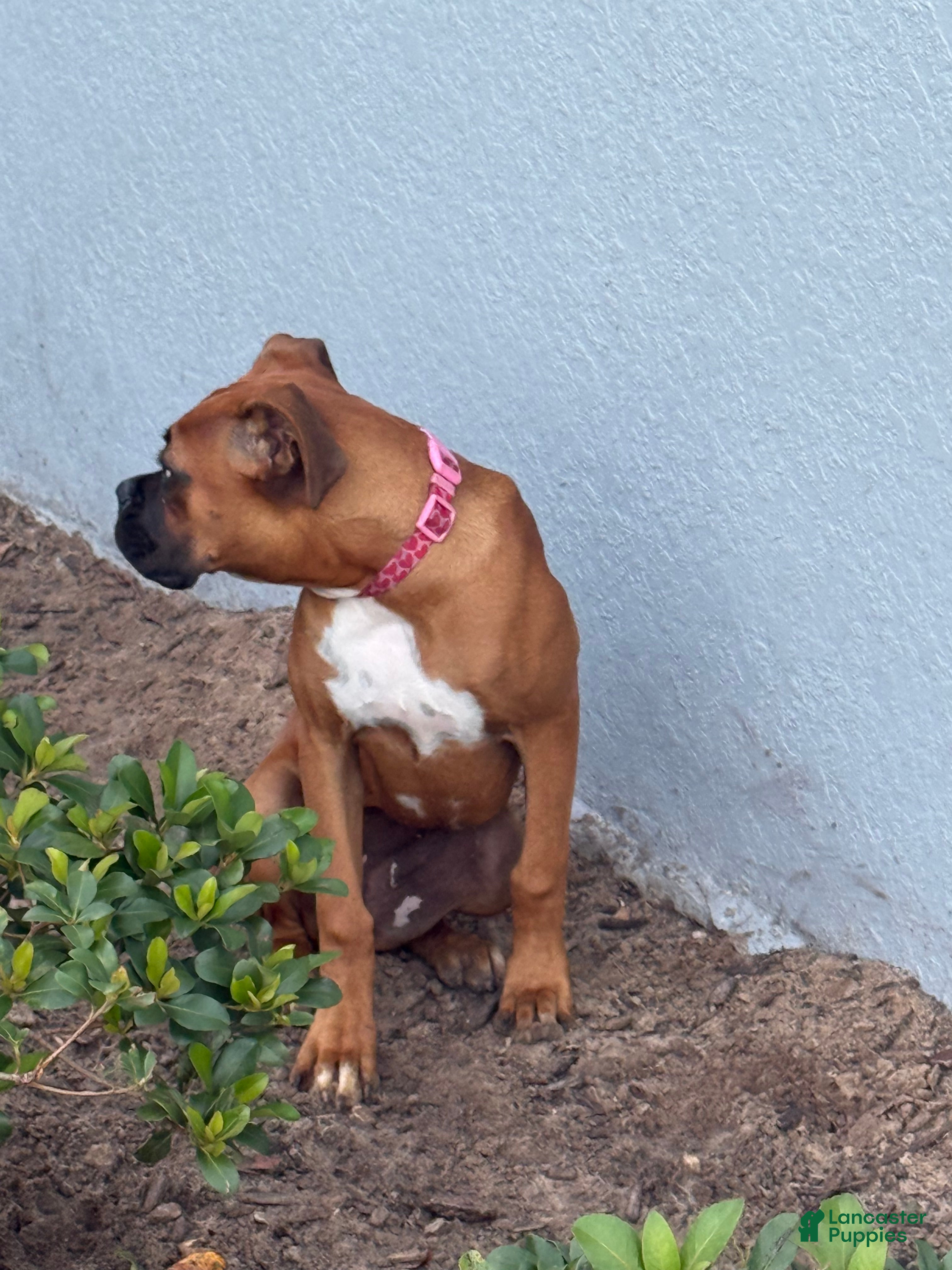 Boxer dogs Boxer 1 - Ad 4