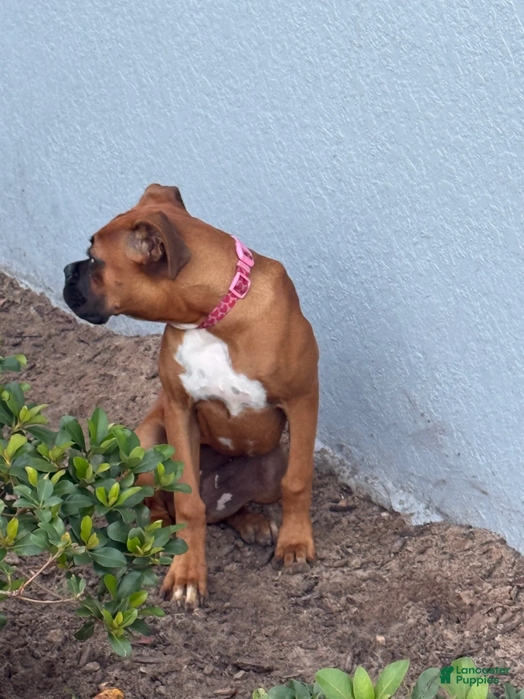 Boxer dogs for sale: Boxer 1 - Ad 1
