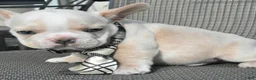 French Bulldog dogs for sale: French Bulldog 1 - Ad 2