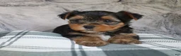 Yorkshire Terrier dogs for sale: Maggie - Ad 4
