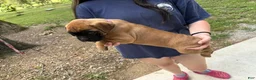 Boxer dogs for sale: Lizzie AKC Euro - Ad 3