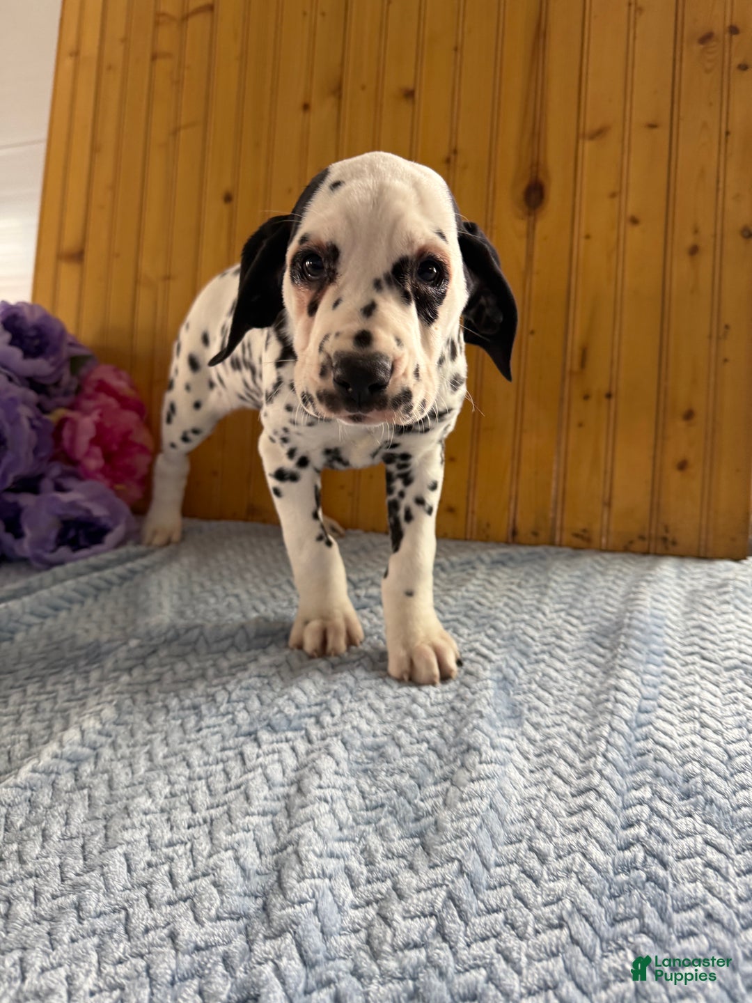 Dalmatian dogs for sale: Talia - Ad 3