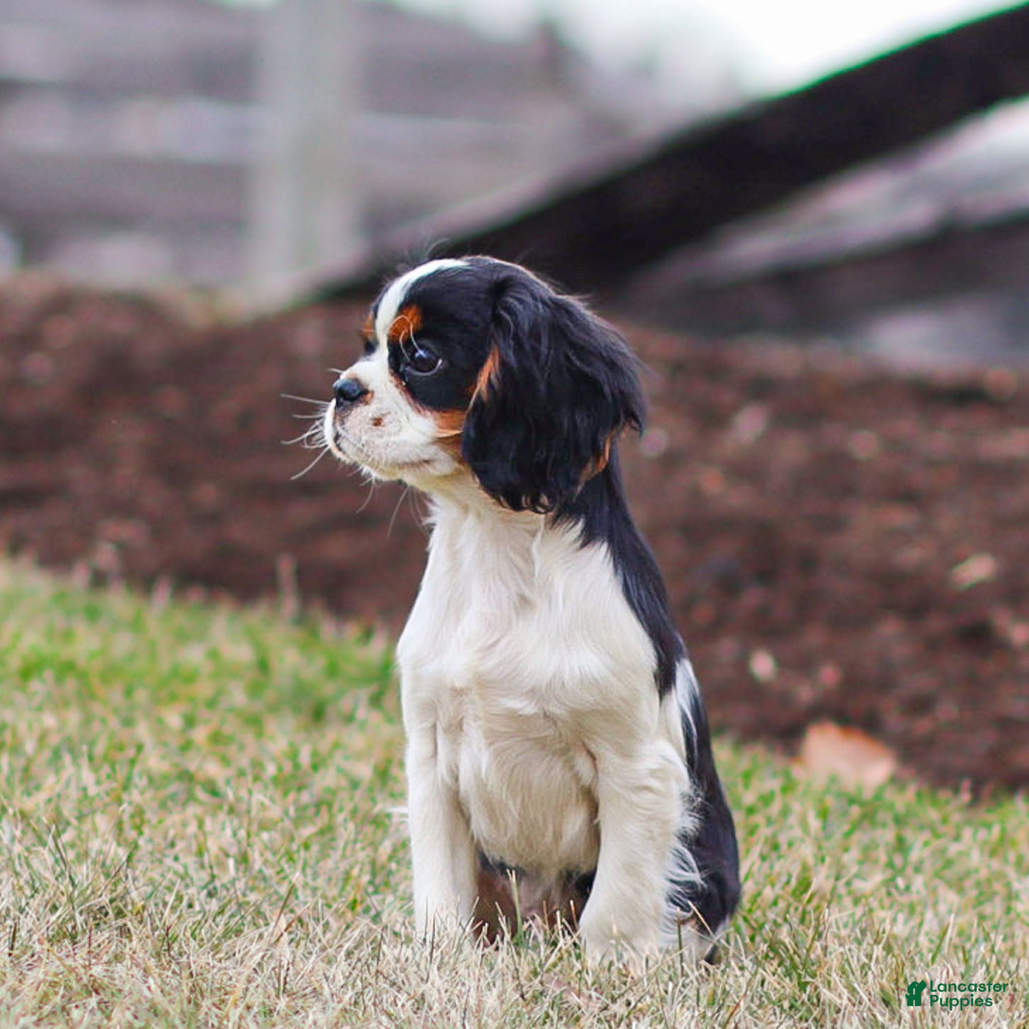 Cavalier King Charles Spaniel dogs Azriel - Ad 1