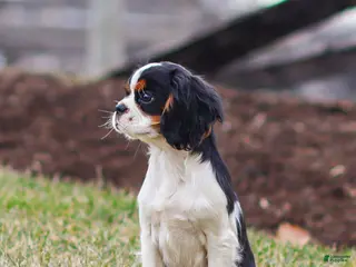Cavalier King Charles Spaniel dogs for sale: Azriel - Ad 1